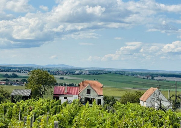 Vinohradnícky dom v obci Prietržka,okr.Skalica